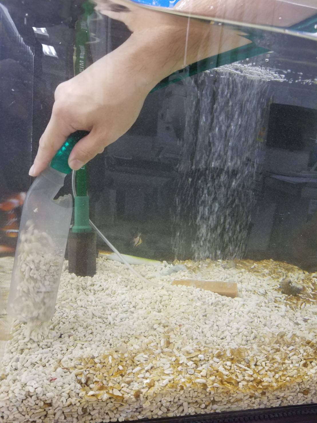 金魚屋の熱帯魚水槽メンテナンス 掃除テクニック教えちゃいます 金魚屋 水槽レンタル 水槽メンテナンス 掃除お任せください さいたま 埼玉